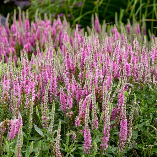 Veronica 'Pink Potion' PP 29,681 ~ PW® Magic Show® Pink Potion Veronica