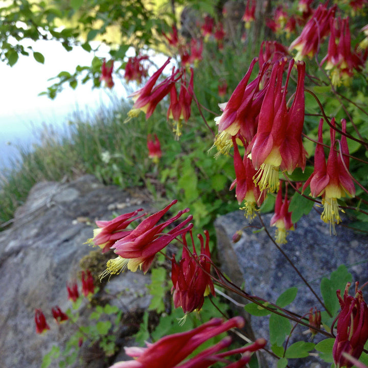 Aquilegia canadensis ~ Wild Columbine