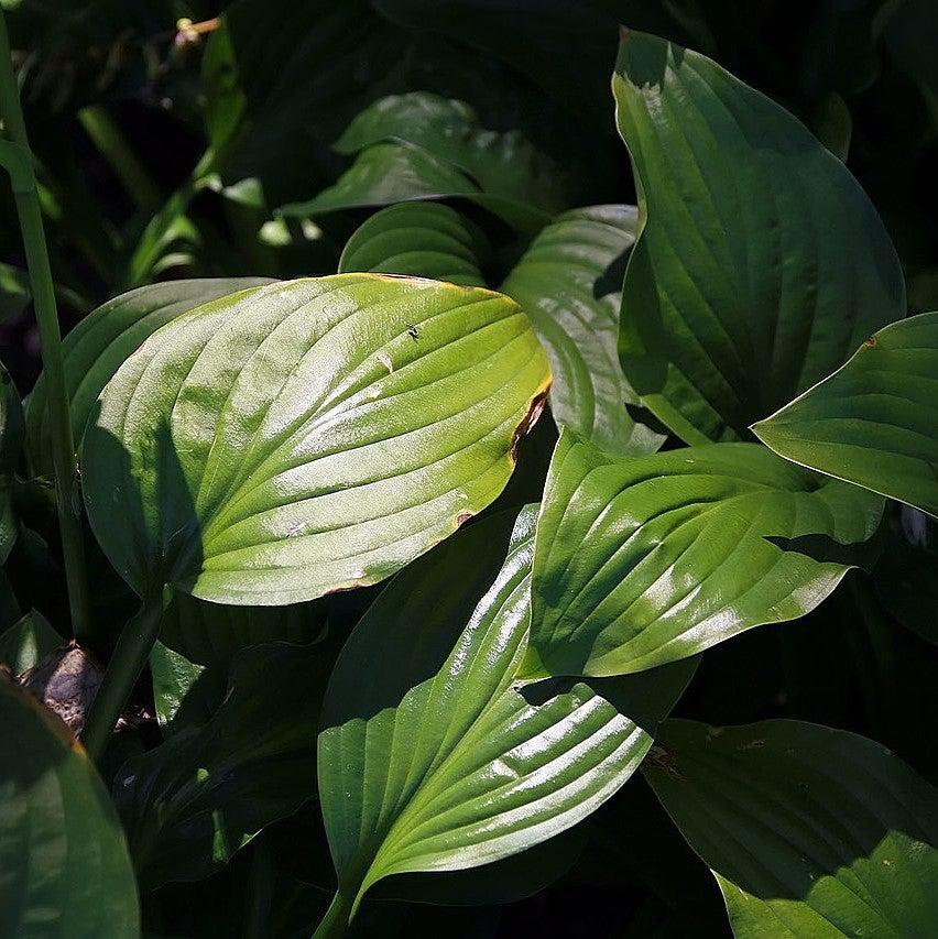 Hosta x 'Royal Standard' ~ Royal Standard Hosta