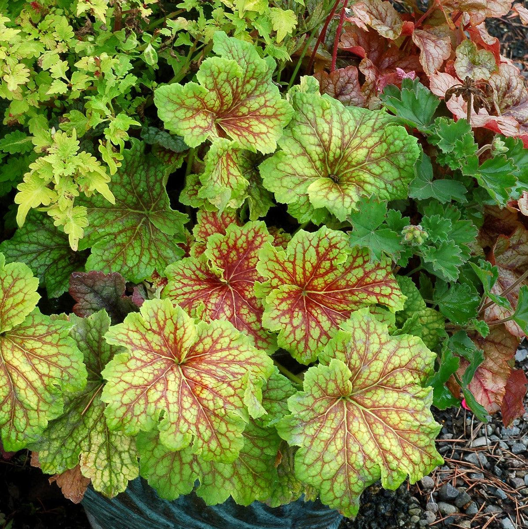 Heuchera 'Red Lightning' ~ Red Lightning Coral Bells