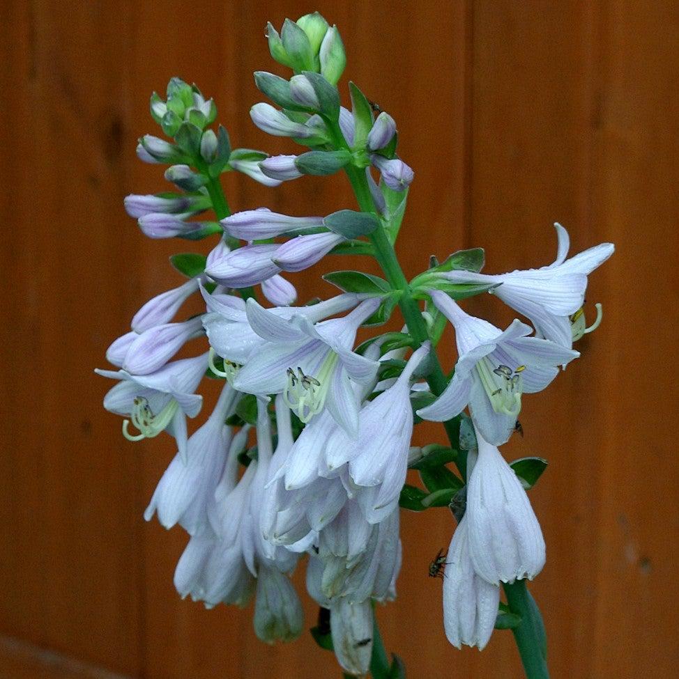 Hosta 'Frances Williams' ~ Frances Williams Hosta