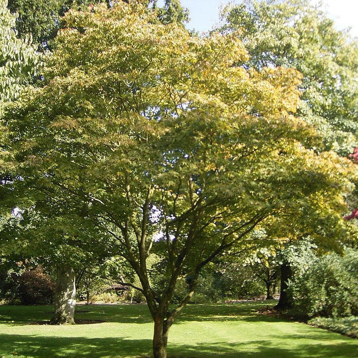 Acer palmatum 'Osakazuki' ~ Osakazuki Japanese Maple