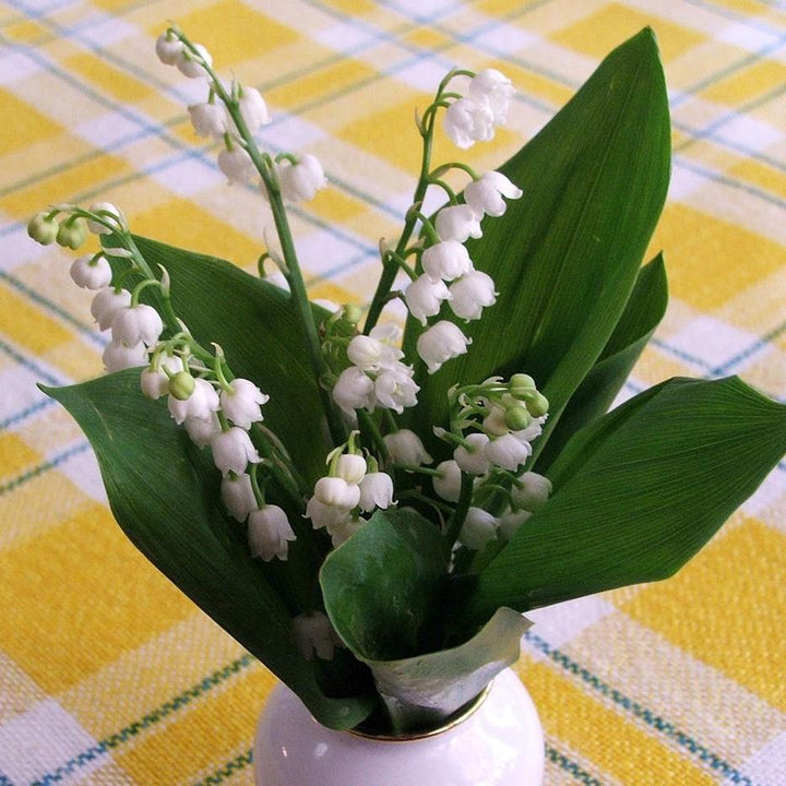 Convallaria majalis ~ Lily of the Valley