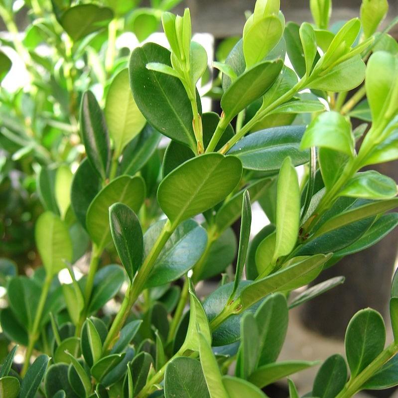 Buxus microphylla 'Little Missy' PP 24,703' ~ Little Missy Boj