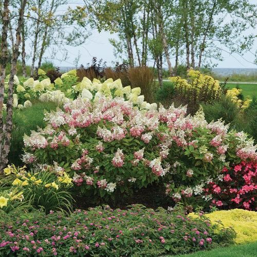 Hydrangea paniculata 'DVP PINKY' ~ Pinky Winky® Hydrangea