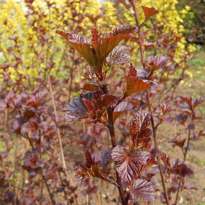 Physocarpus opulifolius 'Monlo' ~ Diablo® Ninebark