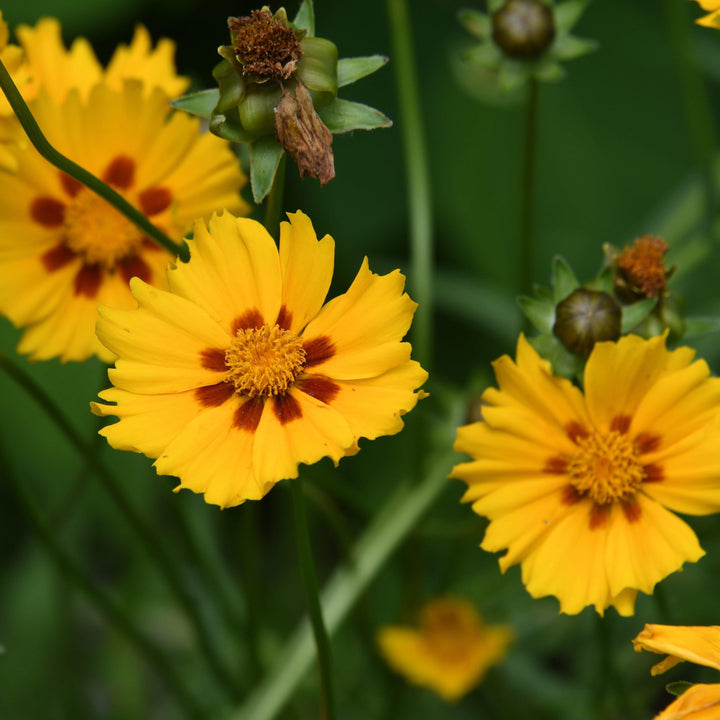 Coreopsis x 'Tequila Sunrise' ~ Tequila Sunrise Tickseed