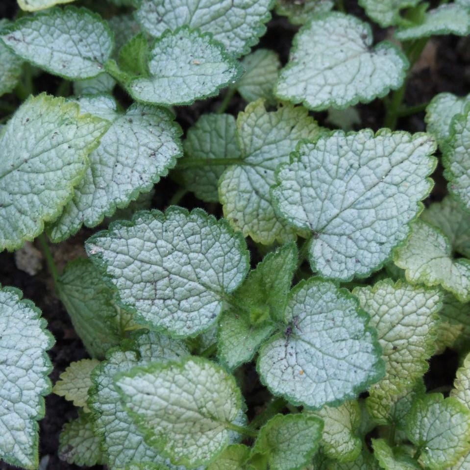 Lamium maculatum 'White Nancy' ~ White Nancy Spotted Deadnettle