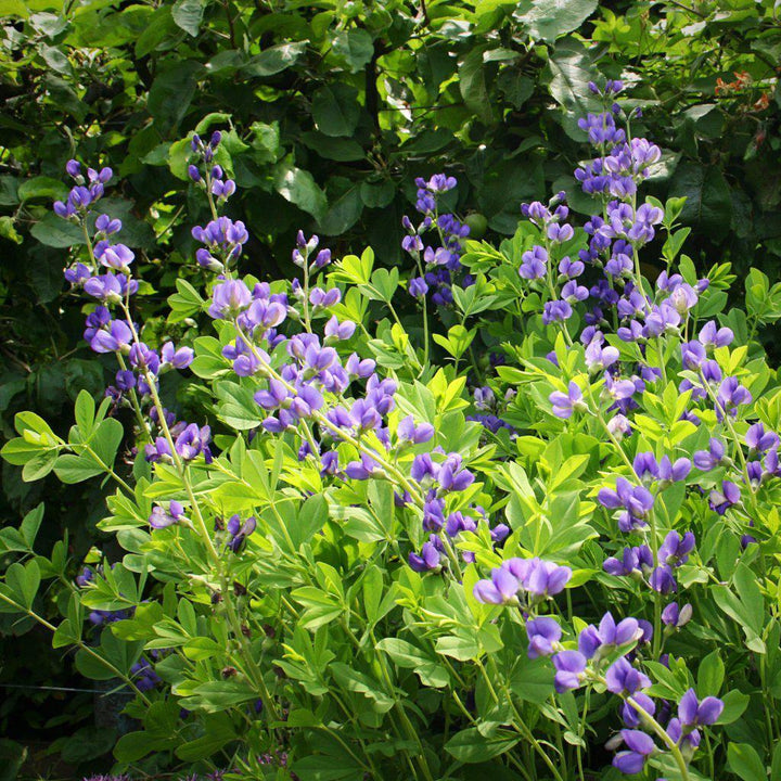 Baptisia australis ~ Blue False Indigo