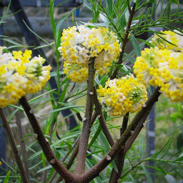 Edgeworthia chrysantha ~ Planta de arbusto de papel