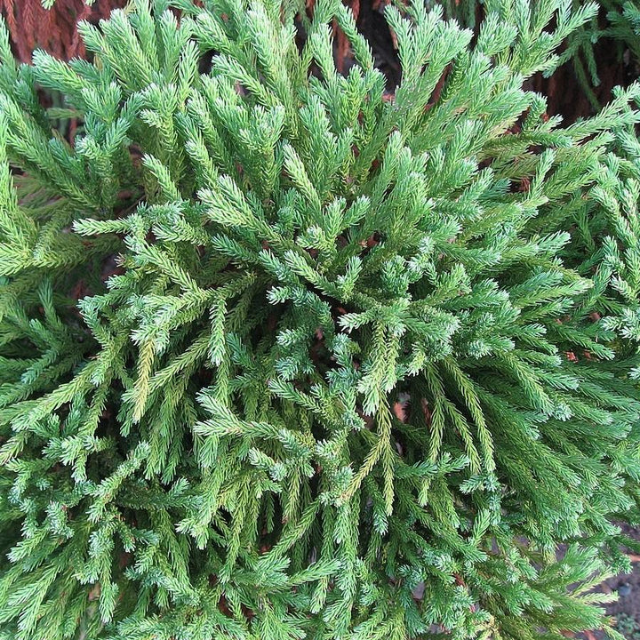 Cryptomeria japonica 'Globosa Nana' ~ Dwarf Japanese Cedar