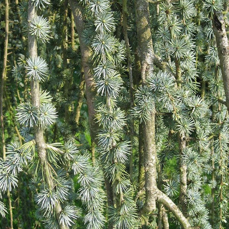 Cedrus atlantica 'Glauca Pendula' ~ Weeping Blue Atlas Cedar