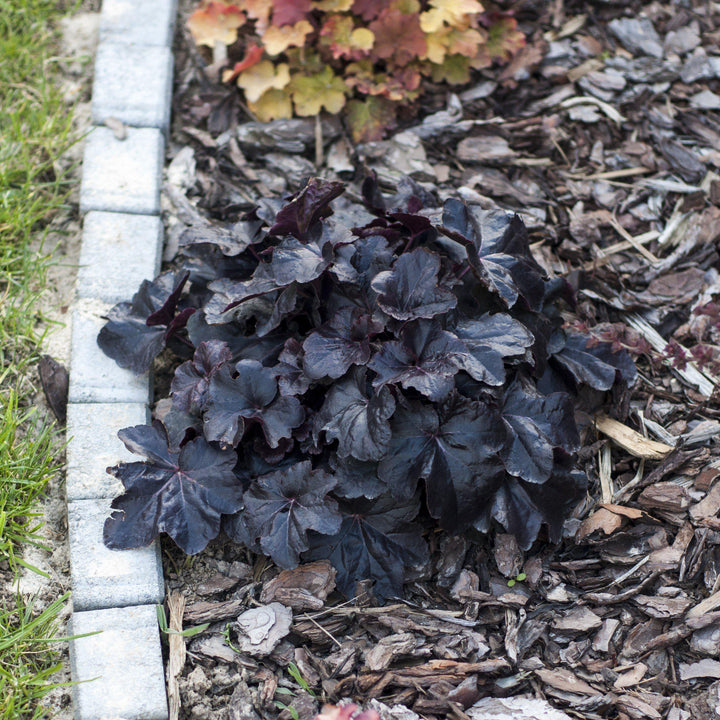 Heuchera 'Timeless Night' ~ Timeless Night Coral Bells