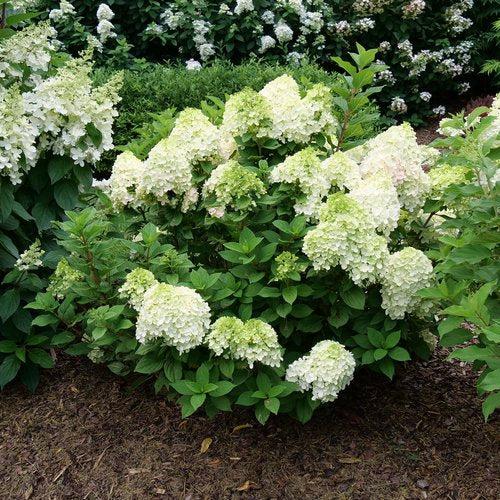 Hydrangea paniculata 'SMNHPH' PP33,207 ~ Hortensia Proven Winners® Little Lime Punch®