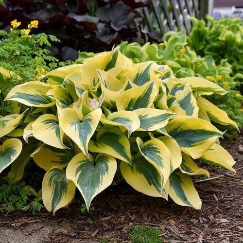 Hosta 'Autumn Frost' PP23,224 ~ PW® Shadowland® Autumn Frost Hosta