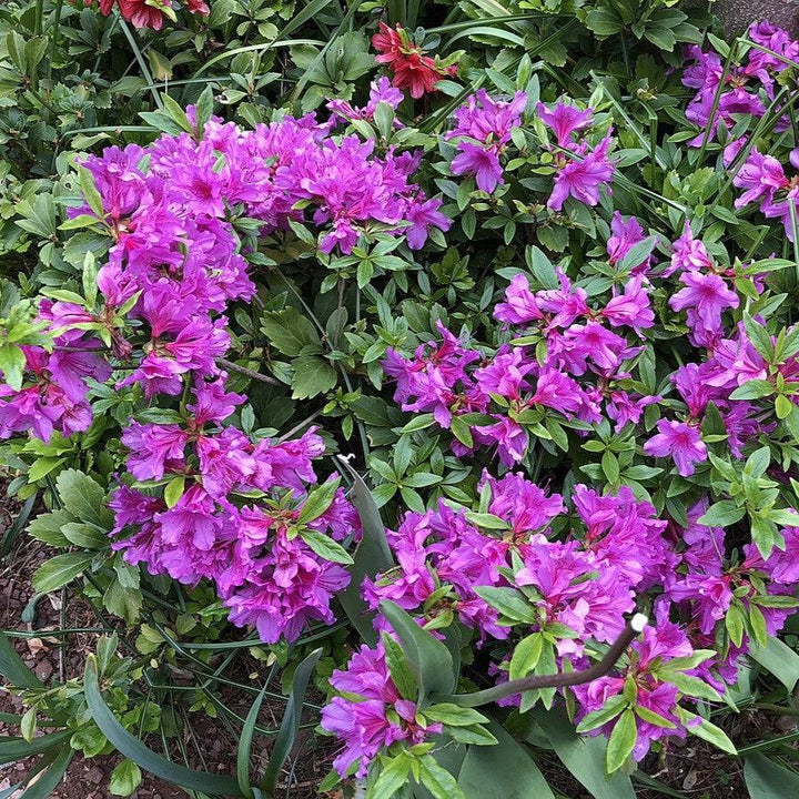 Rhododendron 'Herbert' ~ Herbert Azalea