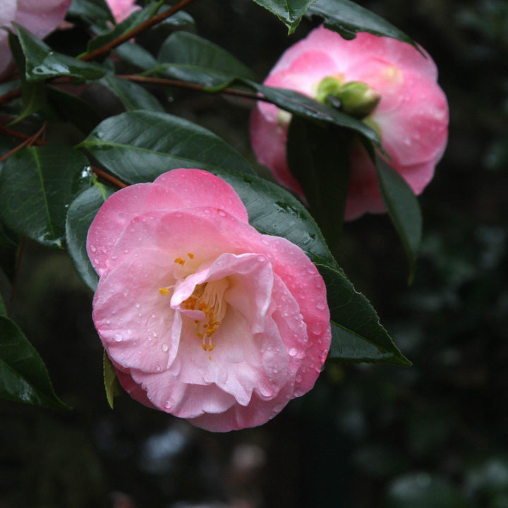 Camellia japonica 'Recordado de abril' ~ Recordado de abril Ice Angels® Camellia