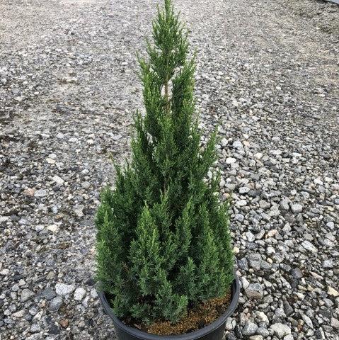 Juniperus chinensis 'Punto Azul' ~ Enebro de Punto Azul