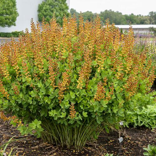 Baptisia 'Cherries Jubilee' ~ Decadence® Cherries Jubilee Baptisia