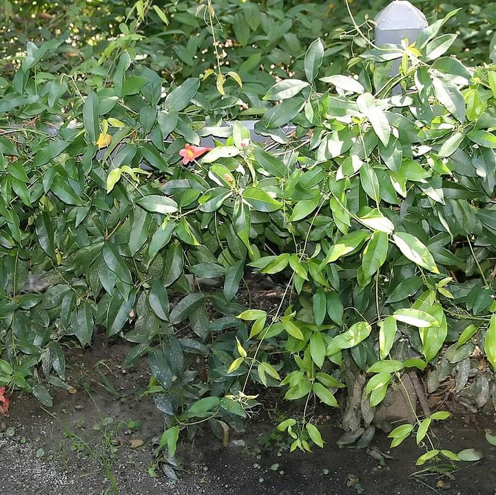 Bignonia capreolata 'Belleza mandarina' ~ Belleza mandarina Crossviine