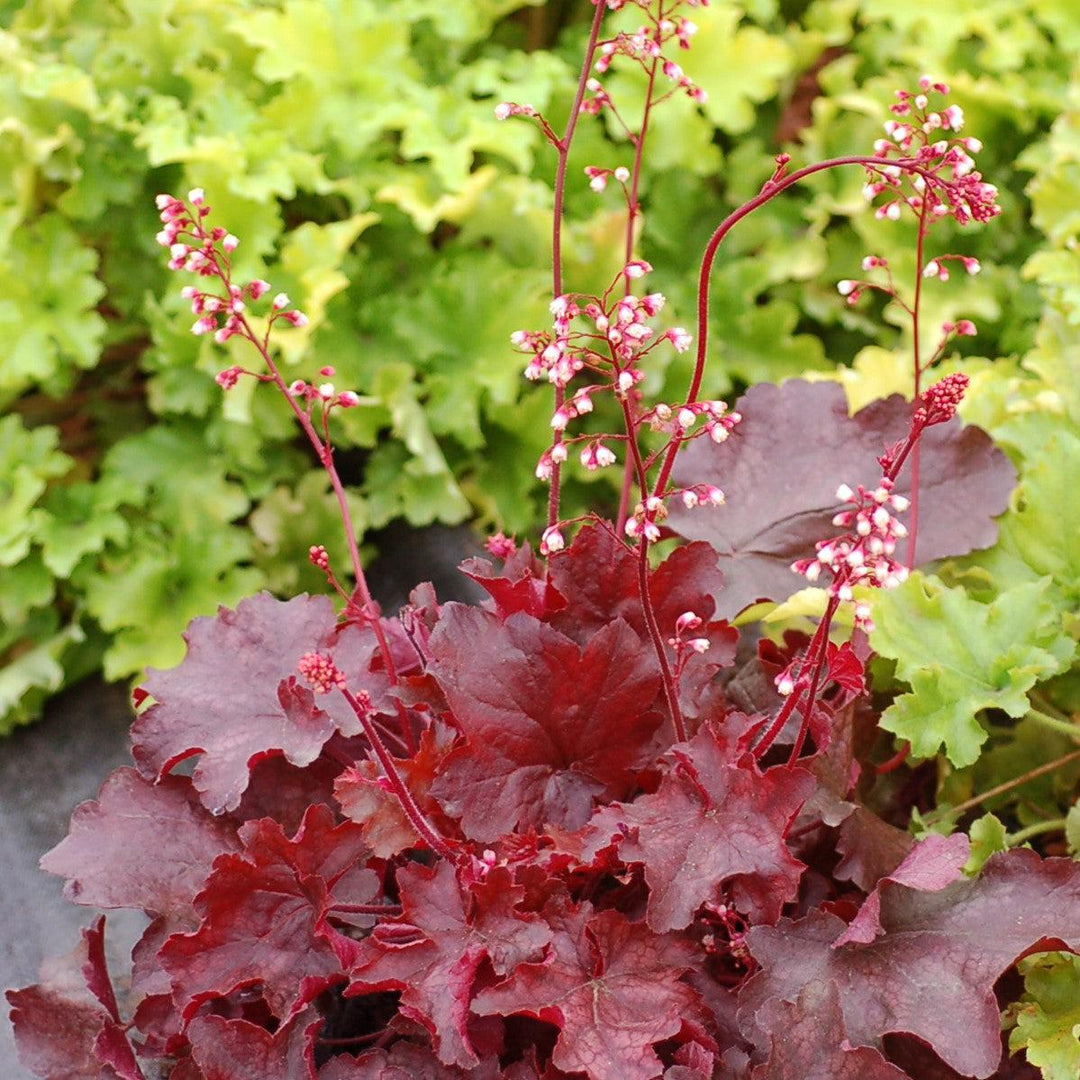 Heuchera x 'Fire Chief' ~ Fire Chief Coral Bells