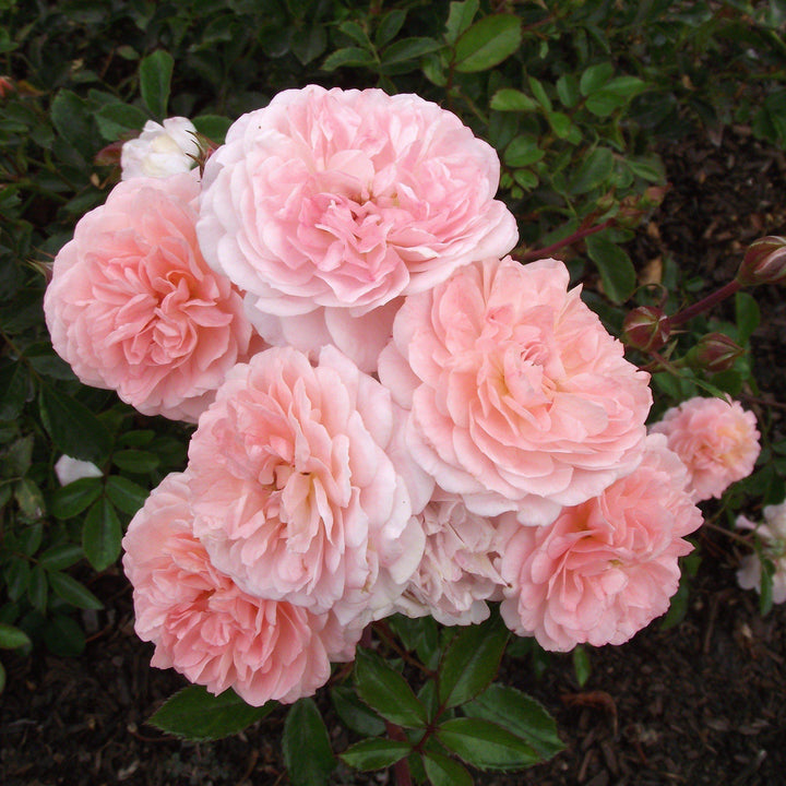 Rosa 'Meimirrot' PP#23,354 ~ Apricot Drift® Rose