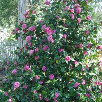 Camellia japonica ‘Jerry Hill’ ~ Jerry Hill Camellia
