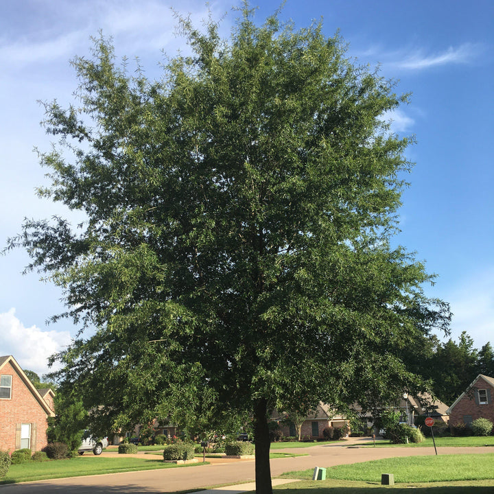 Quercus phellos ~ Willow Oak