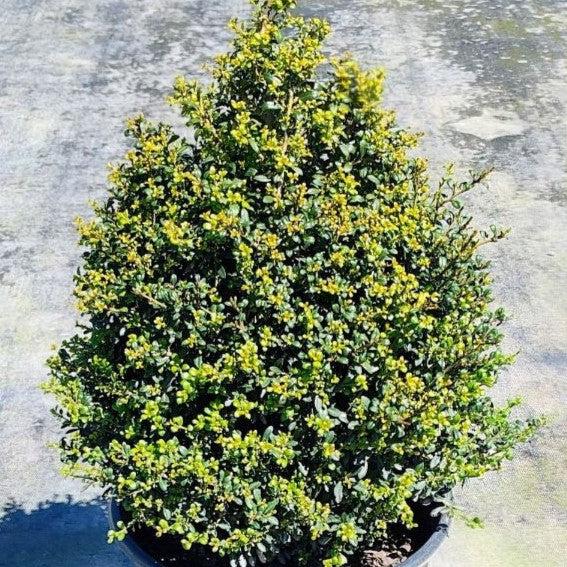 Ilex crenata 'Behive' ~ Colmena de acebo japonés