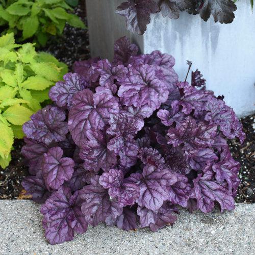 Heuchera 'Wildberry' ~ Dolce® Wildberry Heuchera