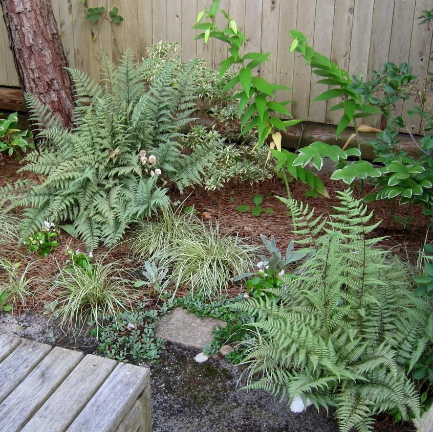 Athyrium 'Ghost' ~ Ghost Fern