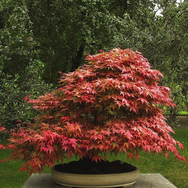 Acer palmatum 'Mikawa Yatsubusa' ~ Mikawa Yatsubusa Japanese Maple