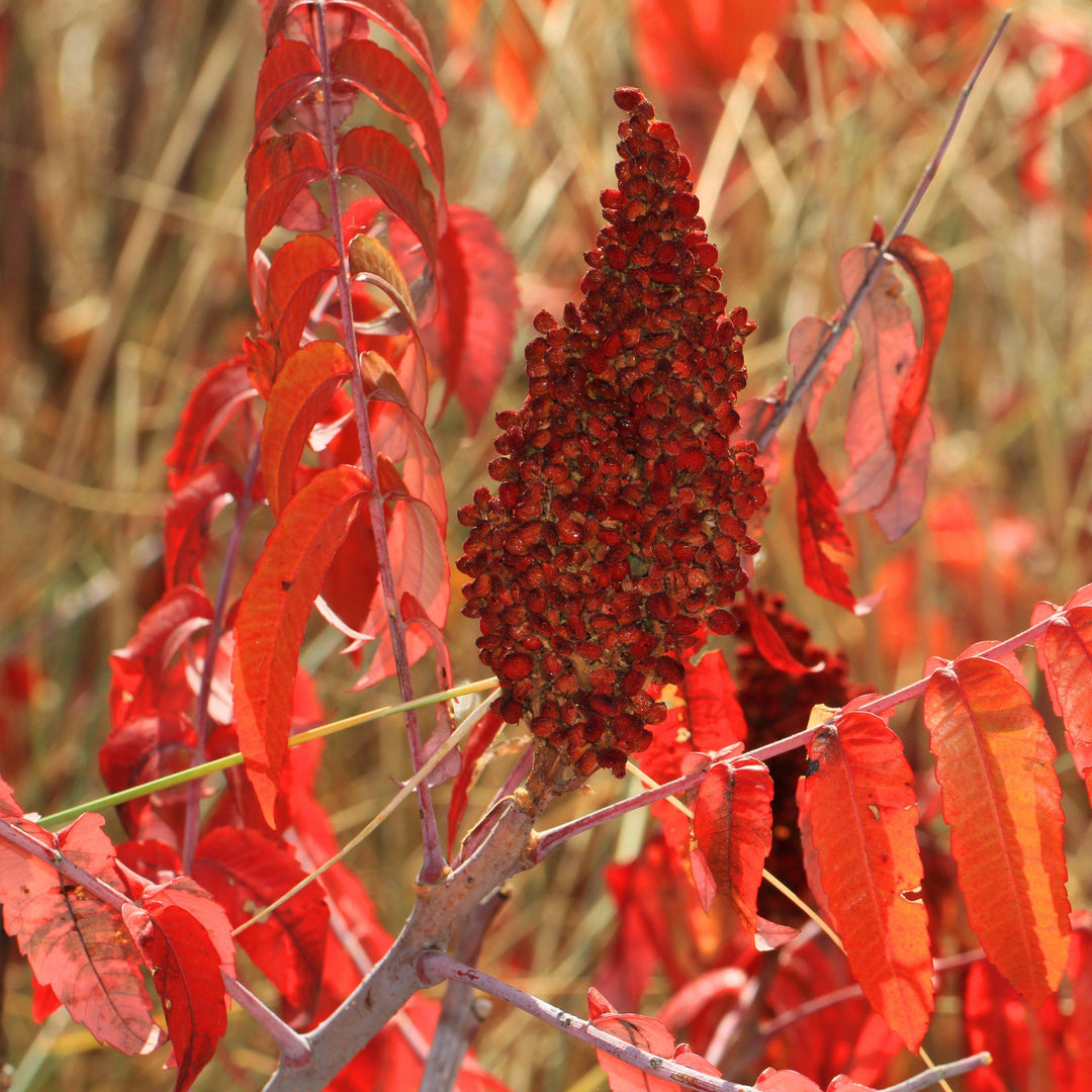 Rhus glabra ~ Smooth Sumac