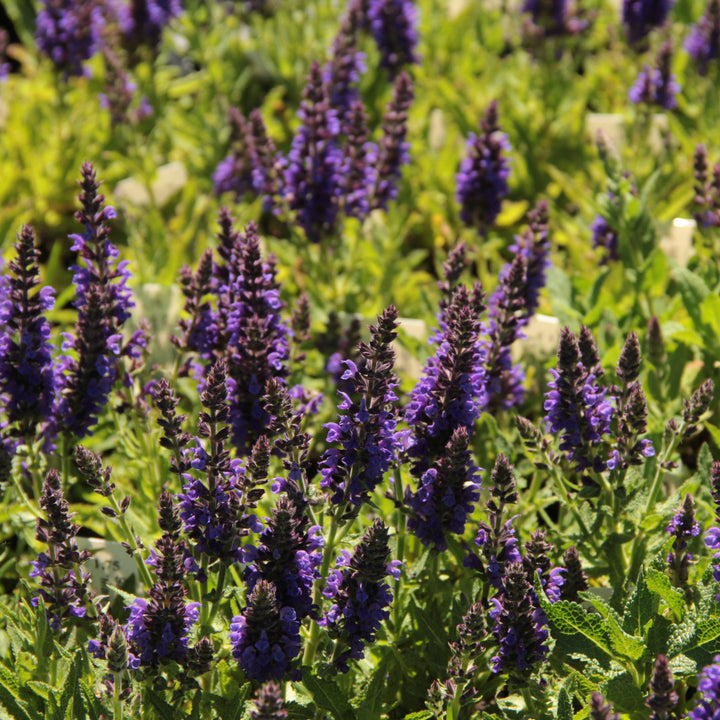 Salvia nemorosa 'Haeumanarc' ~ Marcus® Meadow Sage