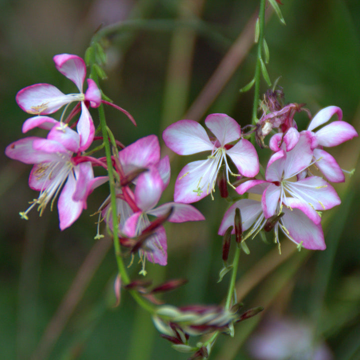 Gaura lindheimeri 'Rosy Jane' PP22290 ~ Rosy Jane Gaura