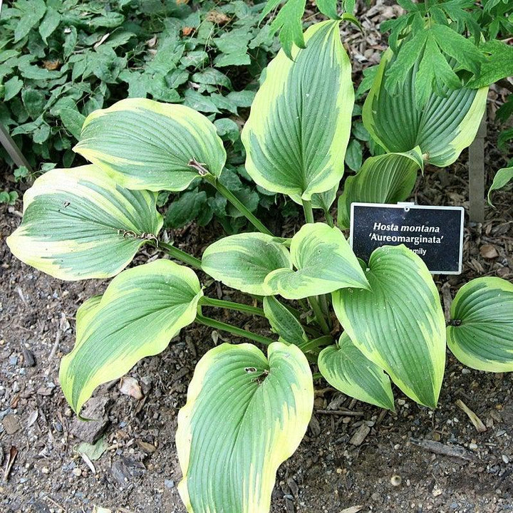 Hosta f. 'Aureomarginata' ~ Aureomarginata Hosta