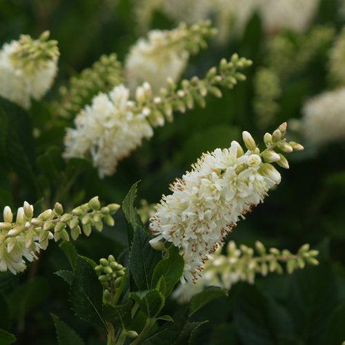 Clethra alnifolia 'Crystalina' ~ Sugartina® Summersweet