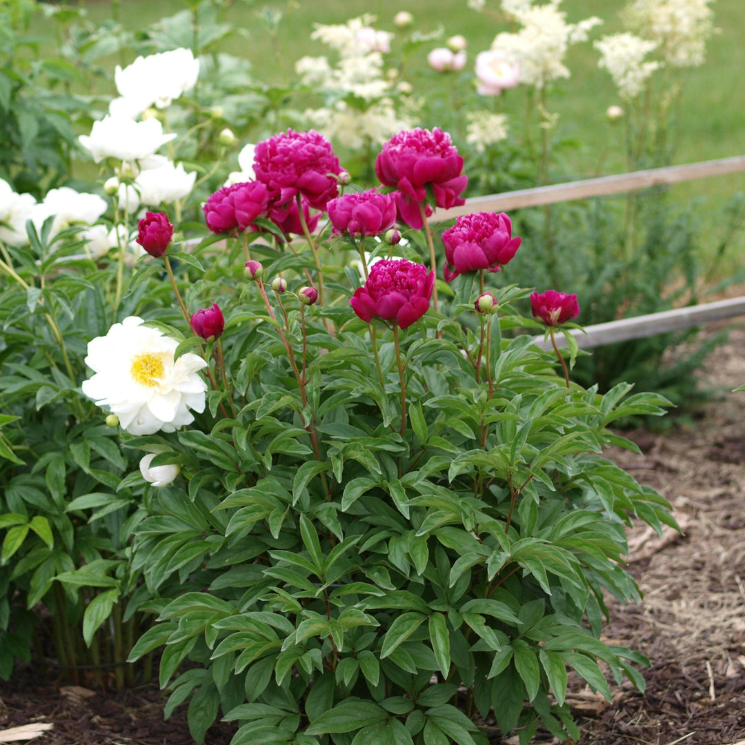 Paeonia lactiflora 'Kansas' ~ Kansas Peony