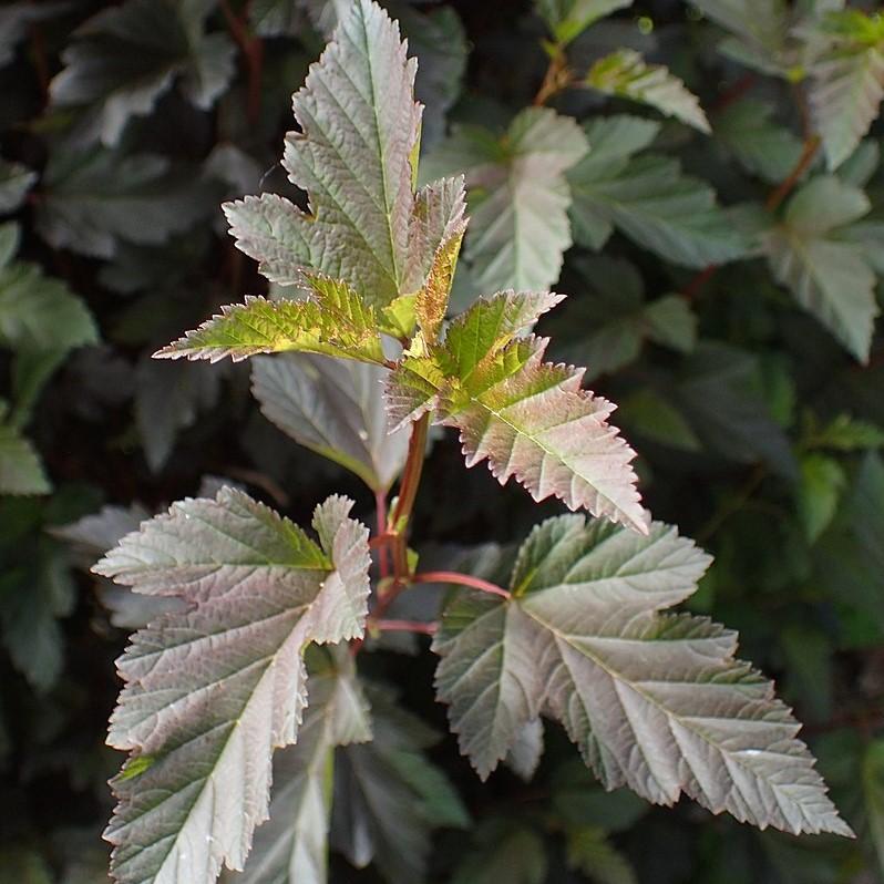 Physocarpus opulifolius 'Seward' ~ Summer Wine® Ninebark