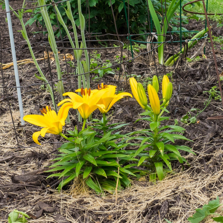 Lilium 'Tiny Bee' ~ Lily Looks™ Tiny Bee Asiatic Lily