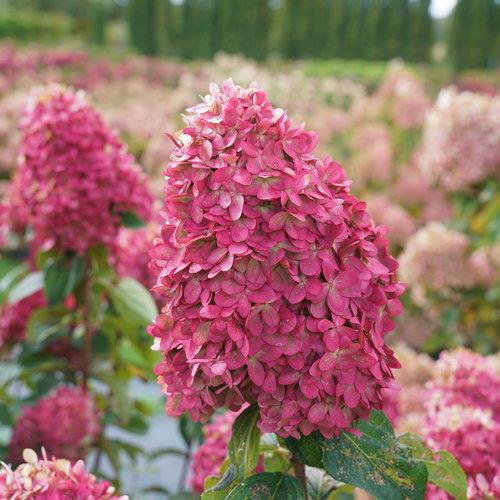 Hortensia paniculata 'SMNHPPH' ~ Hortensia Proven Winners® Limelight Prime®