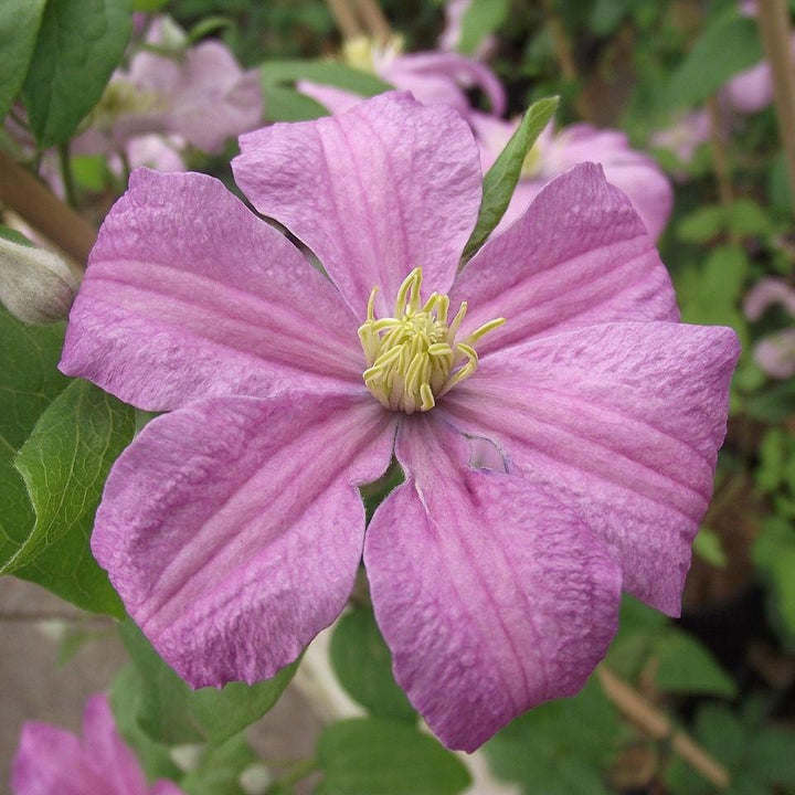 Clematis 'Comtesse de Bouchaud' ~ Comtesse de Bouchaud Clematis