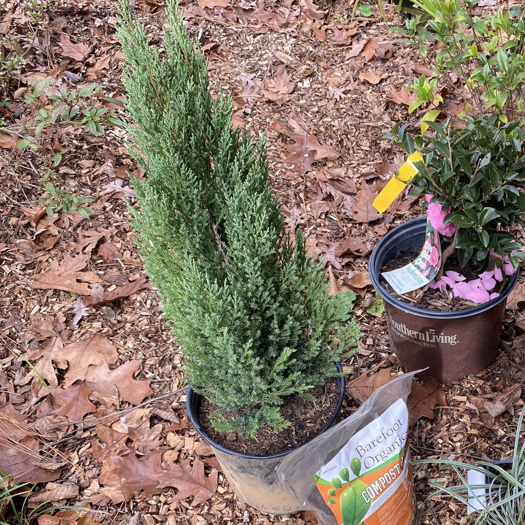 Juniperus chinensis 'Punto Azul' ~ Enebro de Punto Azul