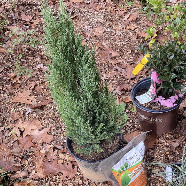 Juniperus chinensis 'Punto Azul' ~ Enebro de Punto Azul