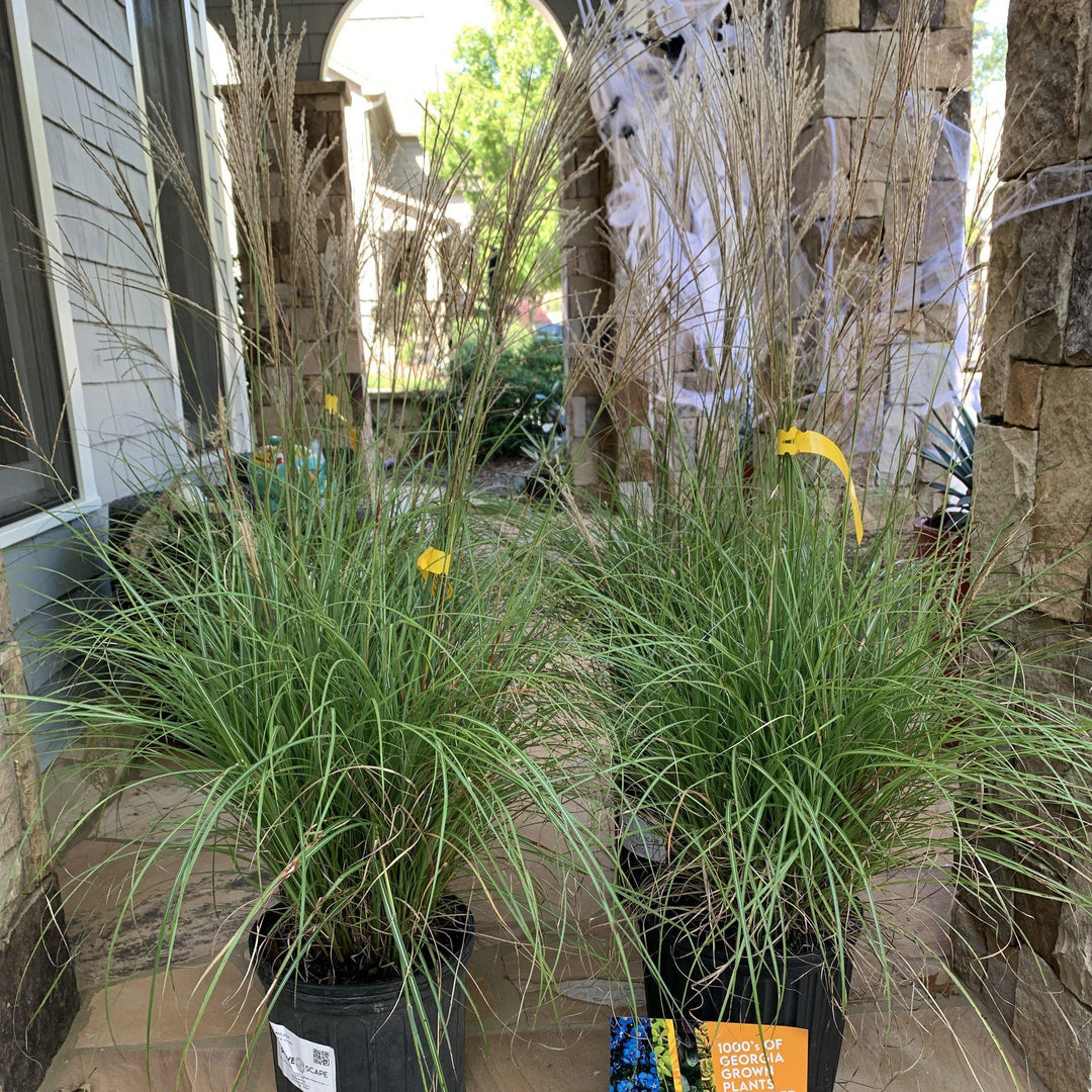 Miscanthus sinensis 'Adagio' ~ Adagio Maiden Grass