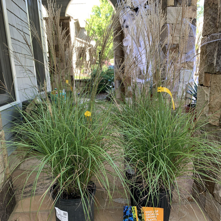 Miscanthus sinensis 'Adagio' ~ Adagio Maiden Grass