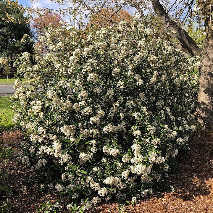 Viburnum rhytidophyllum ~ Viburnum de hoja de cuero