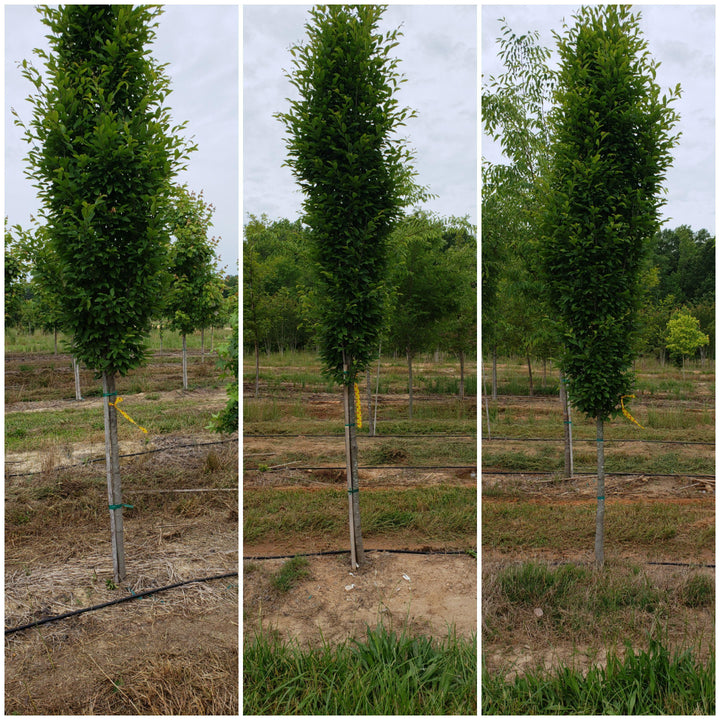 Carpinus betulus 'Fastigiata' ~ Upright European Hornbeam