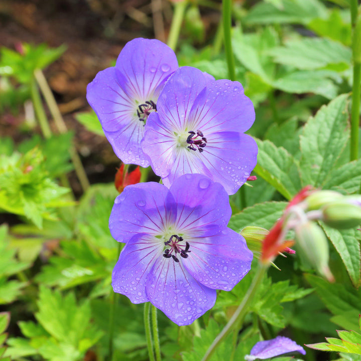 Geranium x 'Rozanne' ~ Rozanne Cranesbill