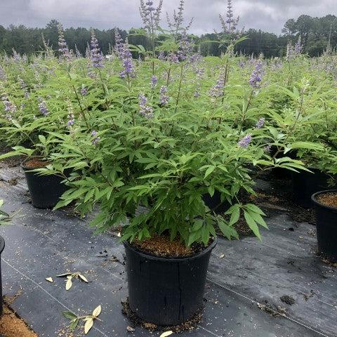 Vitex agnus-castus 'Shoal Creek' ~ Árbol casto de Shoal Creek